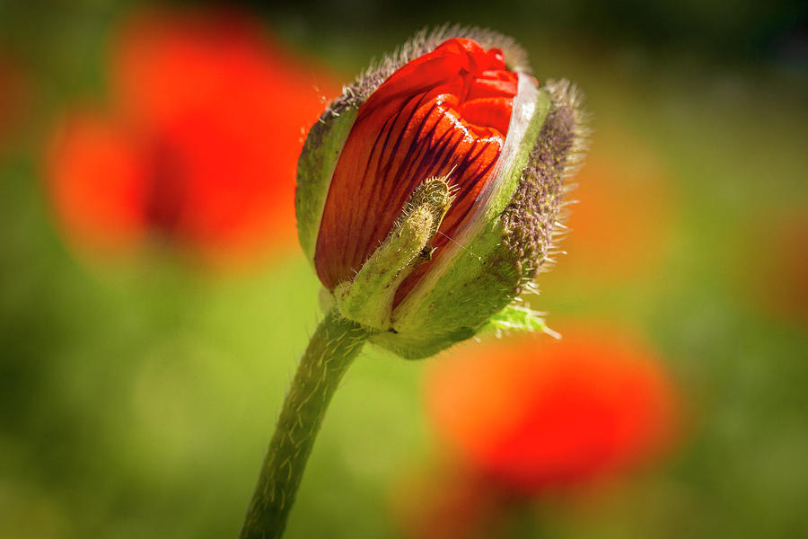 Orange Poppy Bud Photograph by Teri Virbickis