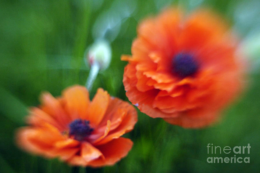 Orange Poppy Photograph by Carien Schippers