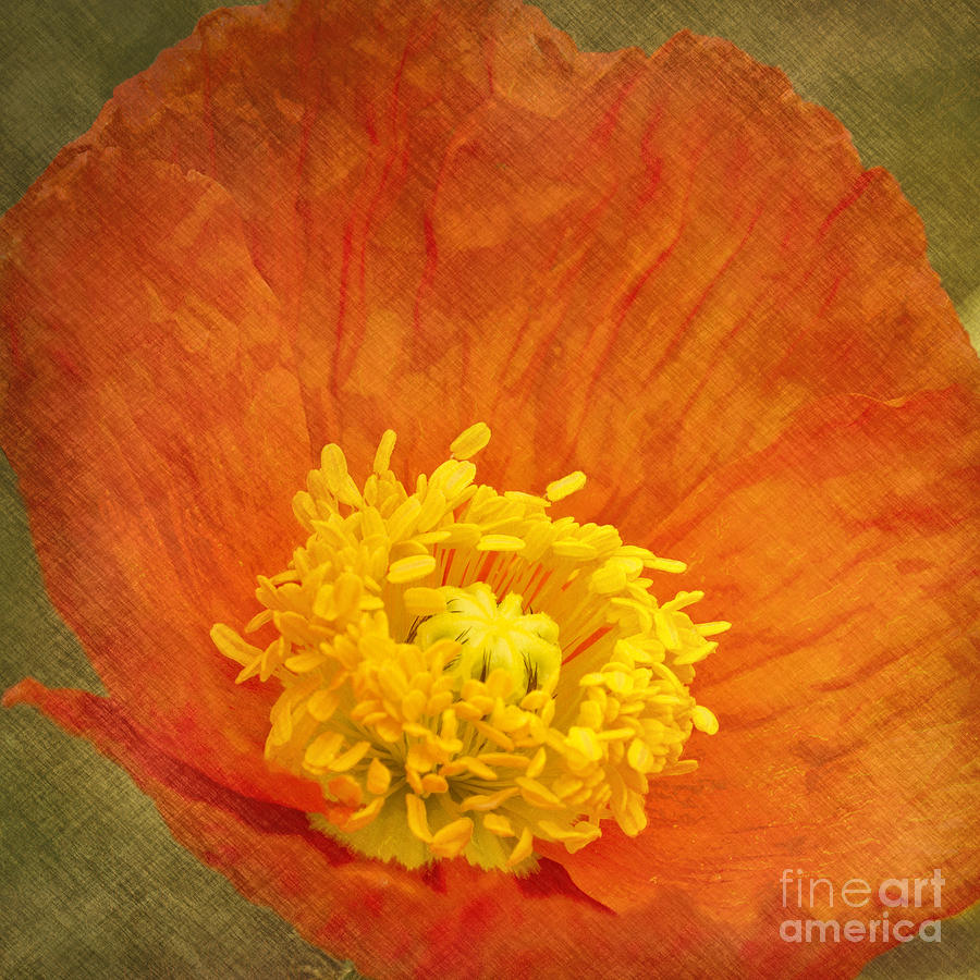Orange Poppy Photograph by Carrie Cranwill