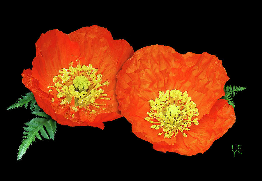 Orange Poppy Collage Cutout Photograph by Shirley Heyn