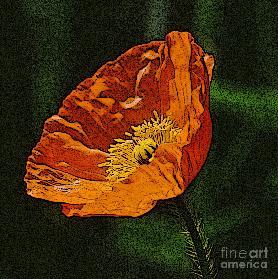 Orange Poppy Digital Art by Diane E Berry