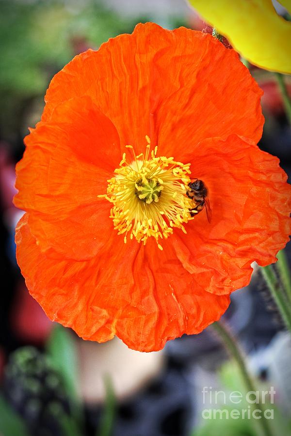 Orange Poppy Photograph