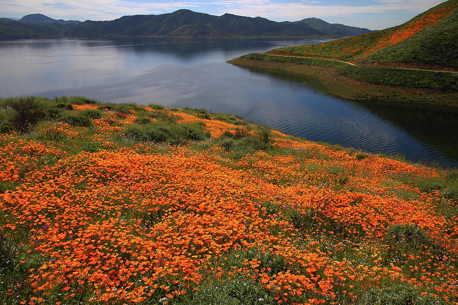 Orange poppy fields at Diamond Lake in California Photograph by Jetson Nguyen