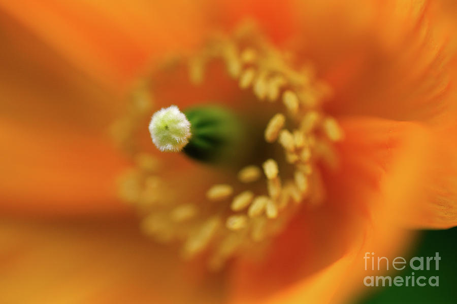 Orange Poppy Flower Up Close Photograph by Terry Elniski