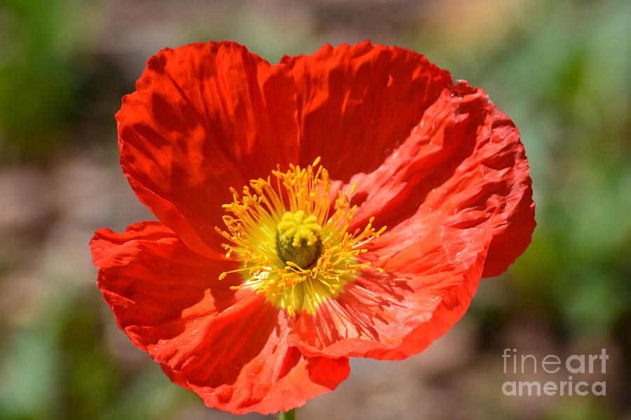 Poppy Photograph - Orange Poppy by Maria Urso