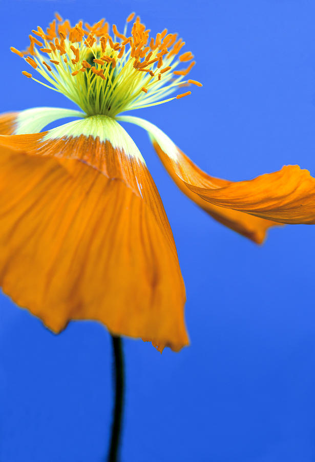 Poppy Photograph - Orange Poppy by Her Arts Desire