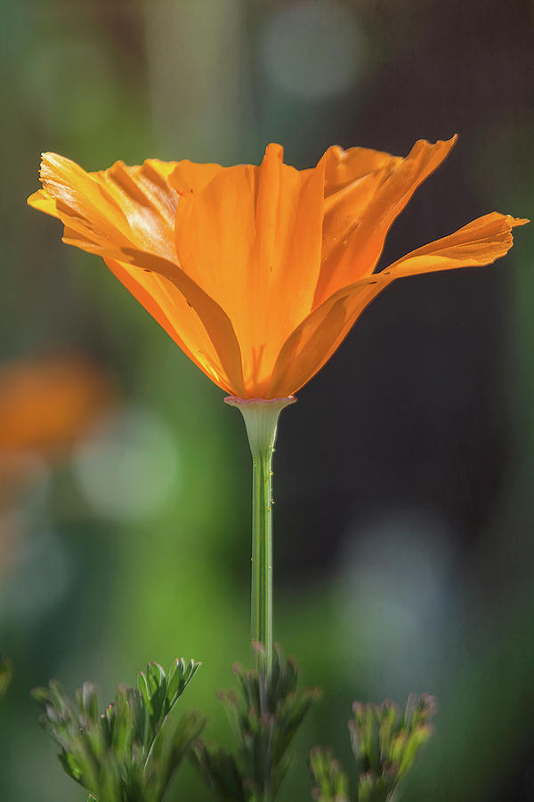 Orange Poppy  Photograph by Saija Lehtonen