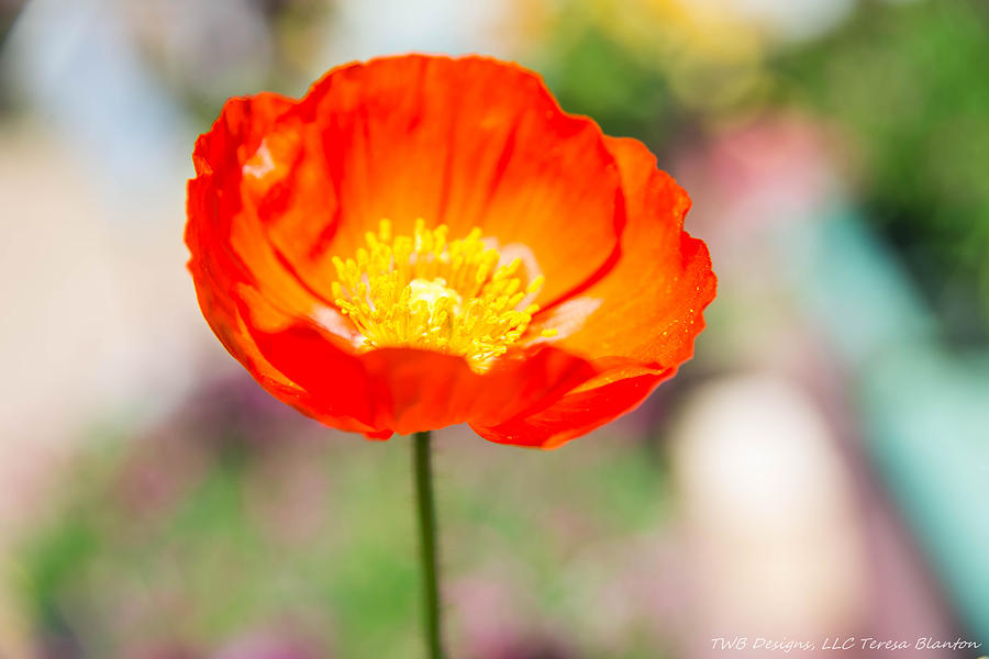 Orange Poppy Photograph by Teresa Blanton