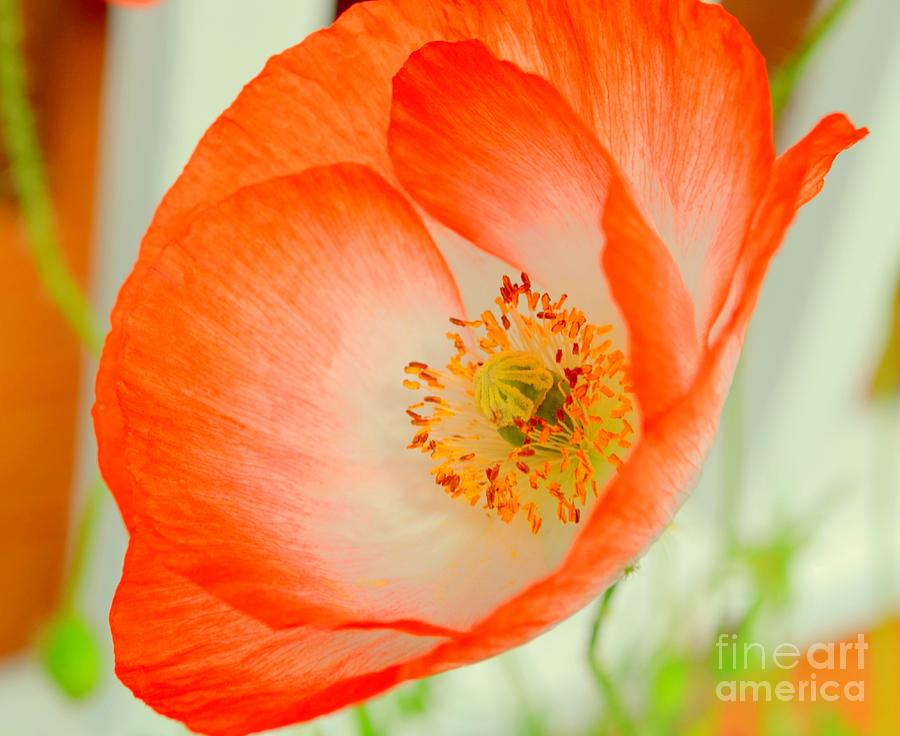 Orange Poppy Offering Nectar Photograph by Mary Deal