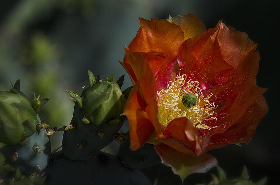 Orange Prickly Pear Flower  Photograph by Saija Lehtonen