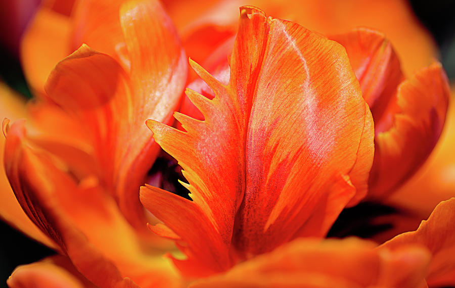 Orange Princess Tulip Natures Abstract Photograph by Julie Palencia