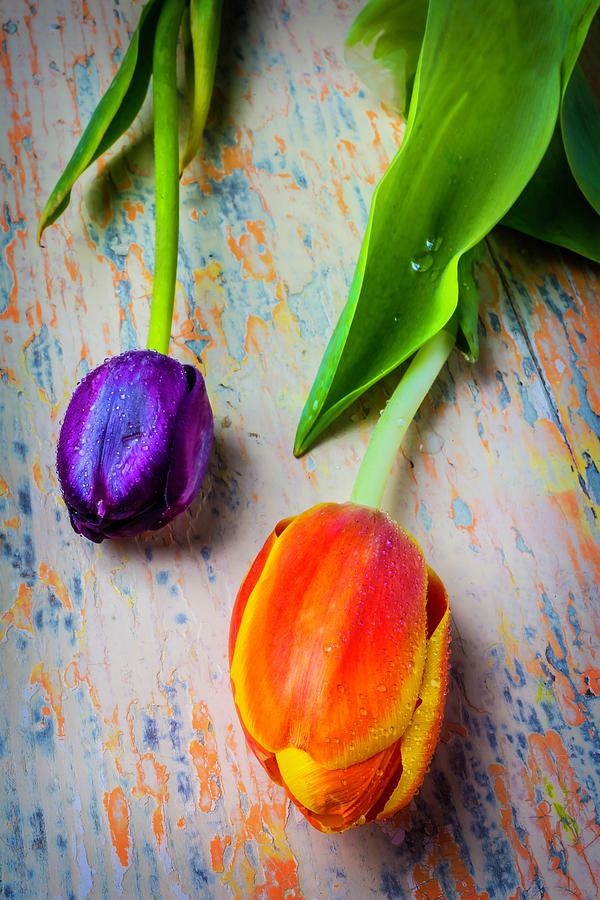 Orange Purple Tulips Photograph by Garry Gay