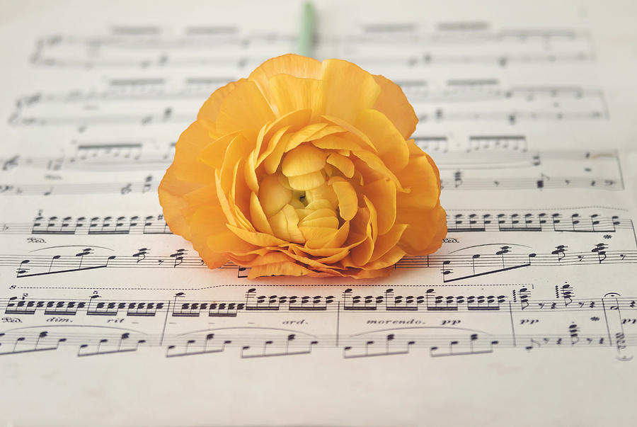 Flower Photograph - Orange Ranunculus on a music sheet by Kim Hojnacki