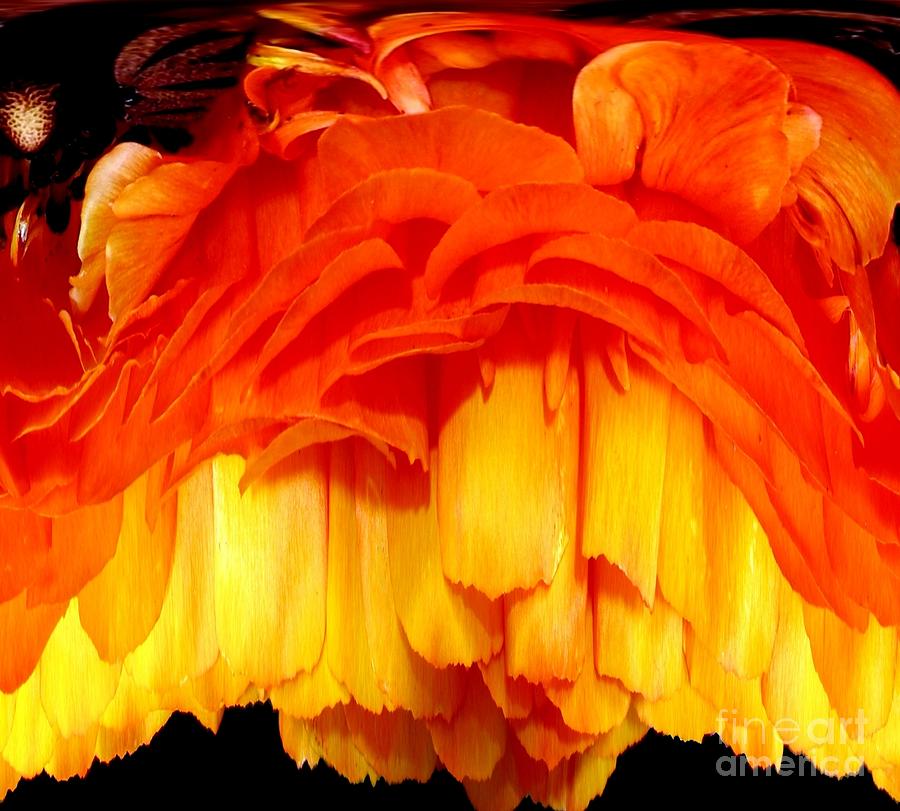 Orange Ranunculus Polar Coordinate Photograph