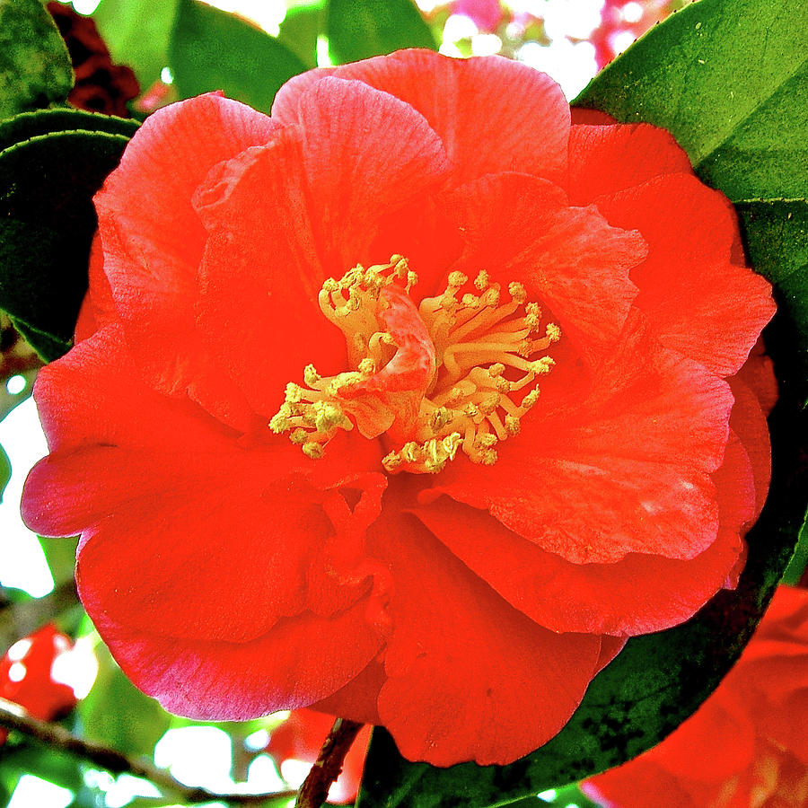 Orange-red Camelia in Bellingrath Gardens in Mobile, Alabama  Photograph by Ruth Hager
