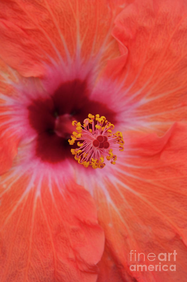 Orange Red Hibiscus Closeup Vertical Photograph by David Zanzinger
