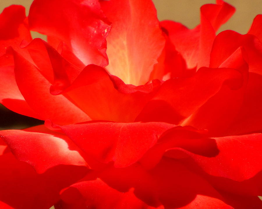 Rose Photograph - Orange Red rose by Lisa Jayne Konopka