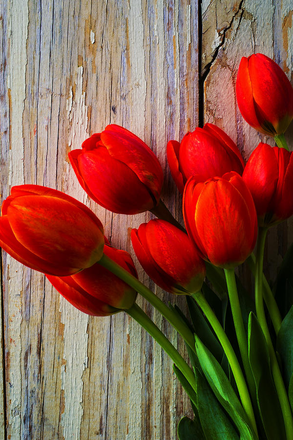 Orange Red Tulips Photograph by Garry Gay