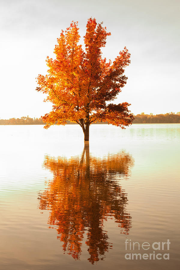 Orange Reflection Photograph by Iris Greenwell