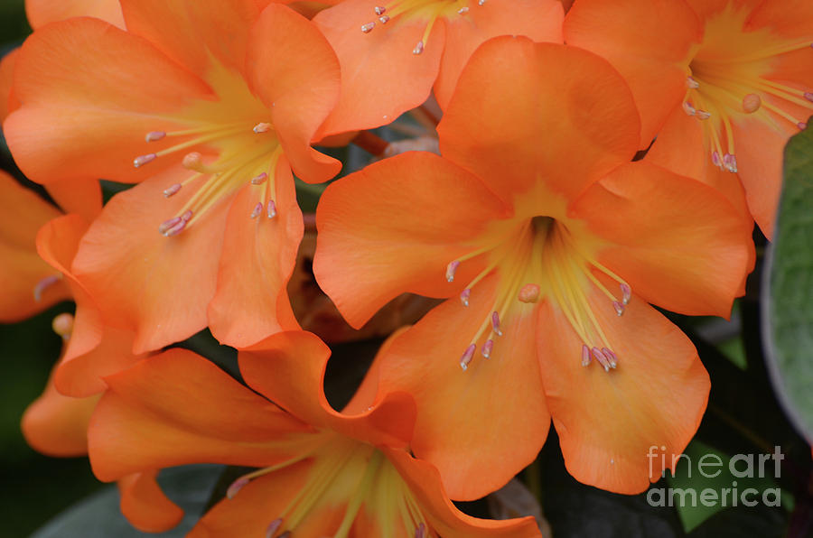 Orange Rhododendron Flower Blossom Up-Close Photograph by DejaVu Designs