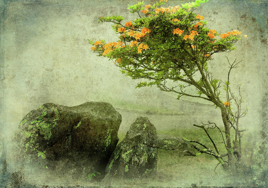 Orange Rhododendron in the Blue Ridge FX Digital Art by Dan Carmichael