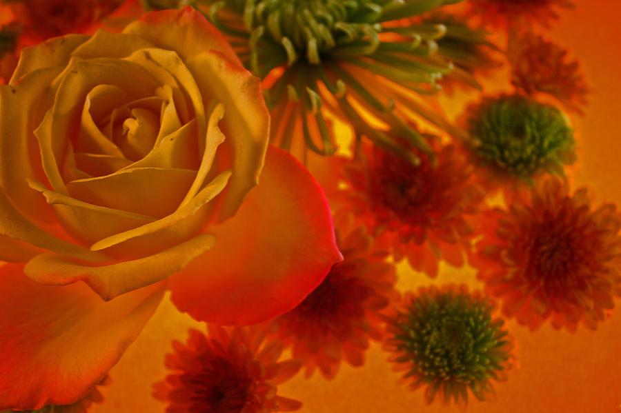 Orange Rose 002 Photograph by Bobby Villapando