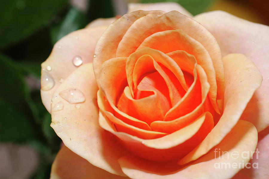 Orange rose 1 Photograph by Tomi Junger