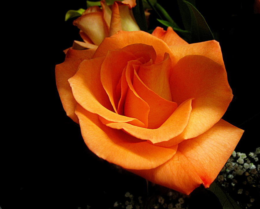Flower Digital Art - Orange Rose 2 by Bonita Brandt