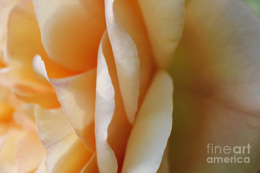 Orange Rose 2 Closeup Digital Art by Geraldine Jane Ramos-Bittenbinder