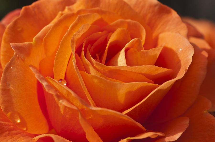 Orange Rose 2 Photograph by Steve Purnell