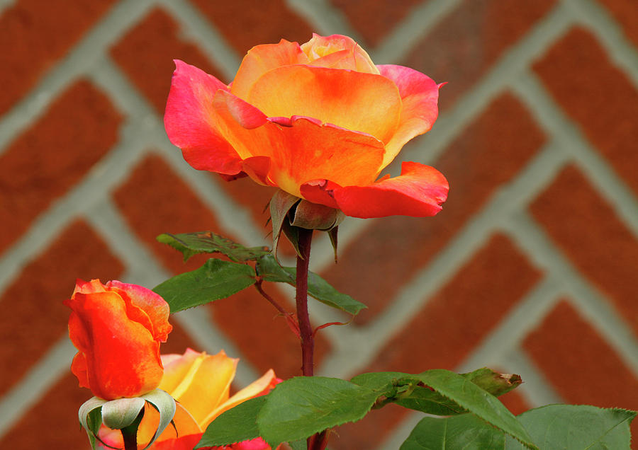 Orange Rose and Bricks Photograph by Cate Franklyn