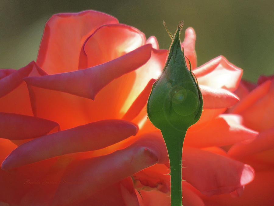 Serenity - Orange Rose and Bud - Photography - Floral Macro Photograph by Brooks Garten Hauschild