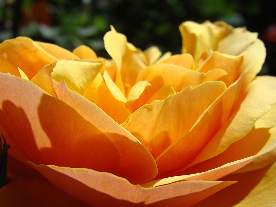 Orange Rose Art Prints Baslee Troutman Photograph by Patti Baslee