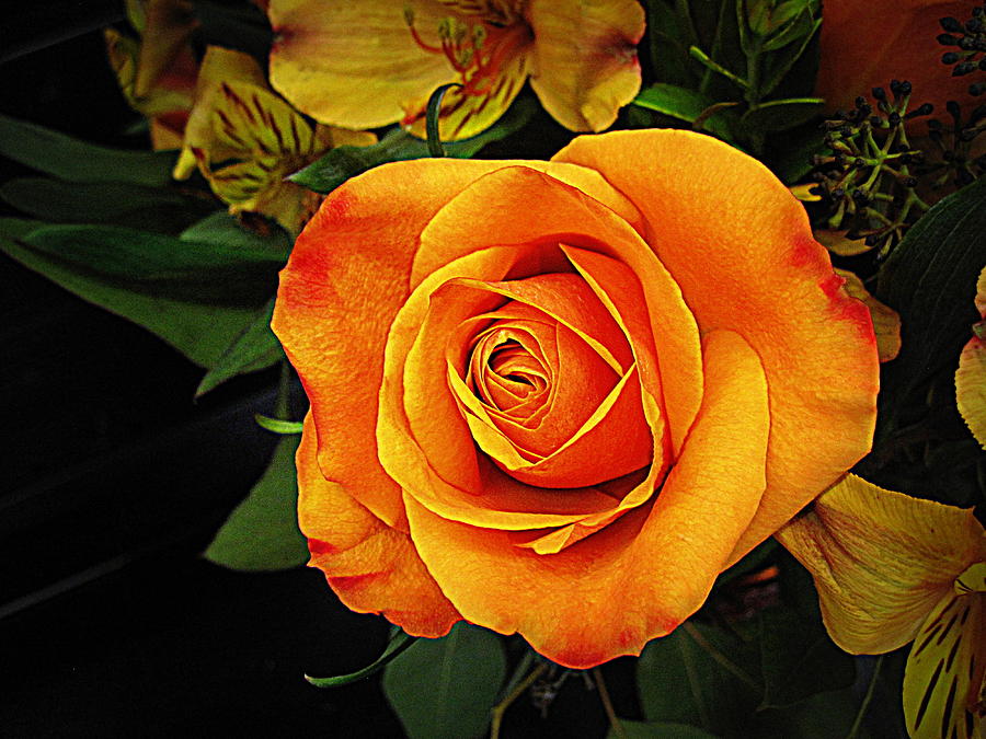Flower Digital Art - Orange Rose by Bonita Brandt