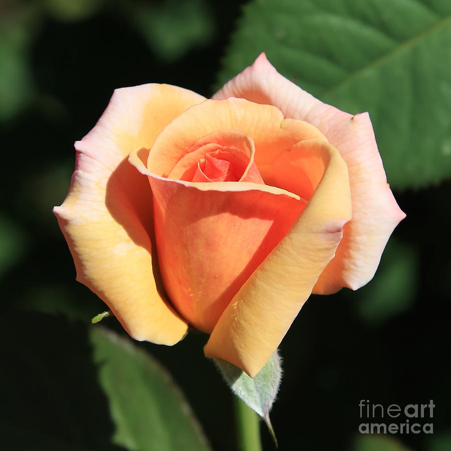 Rose Photograph - Orange Rose Bud by Carol Groenen
