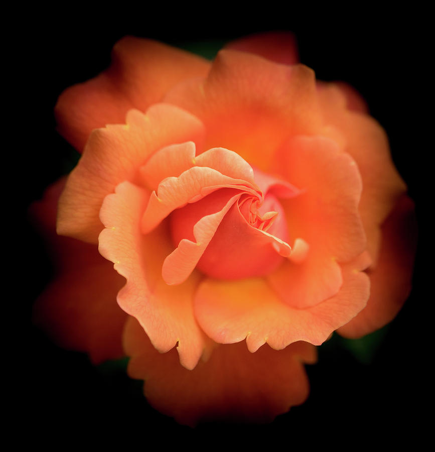 Orange Rose Photograph by Cathy Donohoue