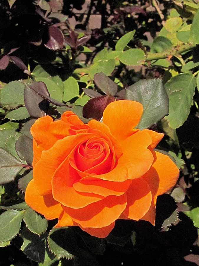 Orange Rose  Photograph by Christopher Mercer
