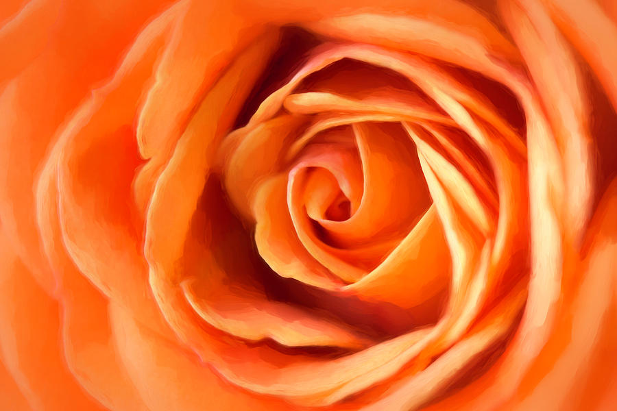 Orange Rose Photograph by Cindi Ressler