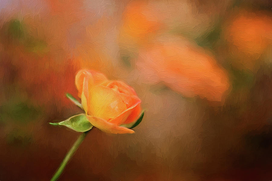 Orange Rose Photograph by Darren Fisher