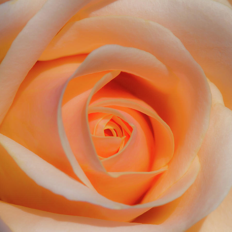 Orange Rose Photograph by David Freuthal