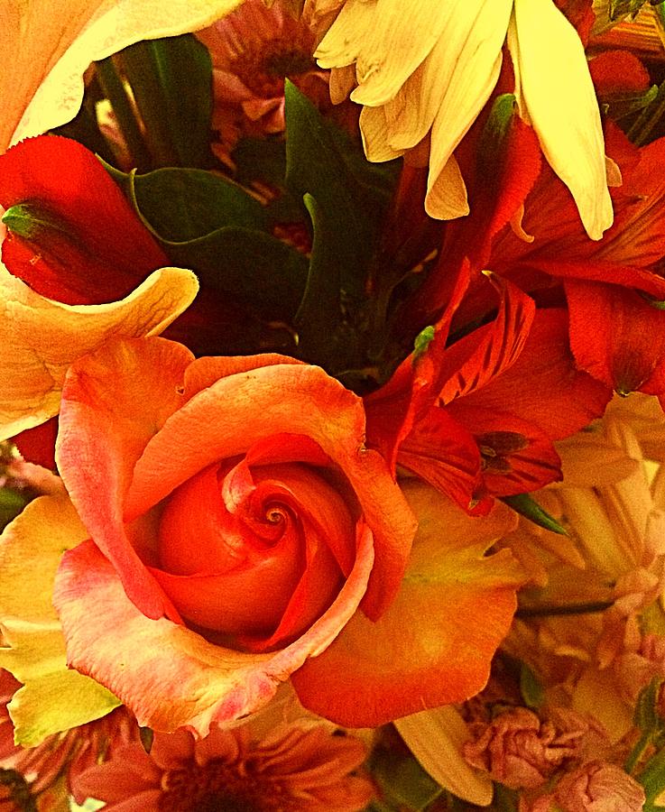 Orange Rose Flowers Everyday  Photograph by Ellen Levinson