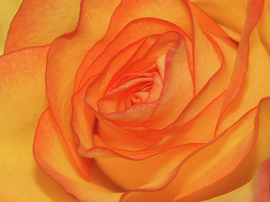 Rose Photograph - Orange Rose by Graham Taylor
