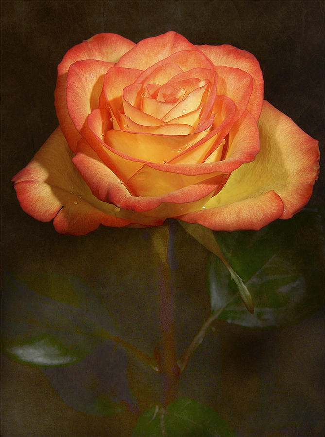 Nature Painting - Orange Rose by Larissa Martin