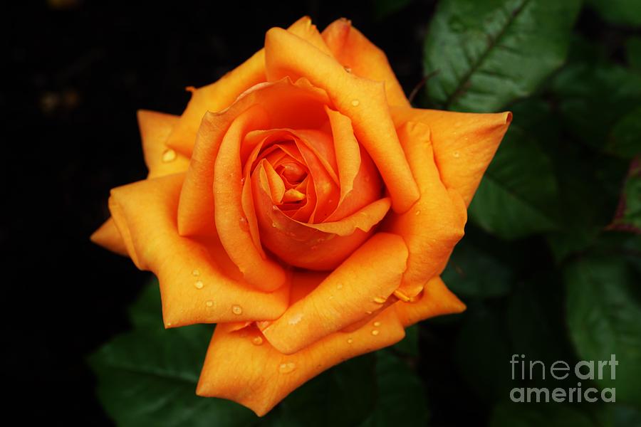 Orange rose Photograph by Merle Grenz