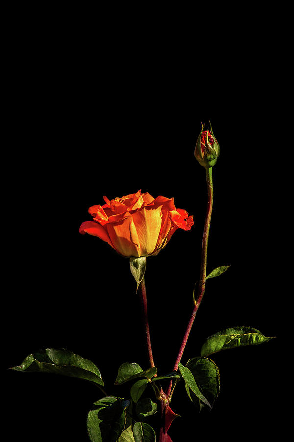 Orange Rose on Black Photograph by Cheryl Day