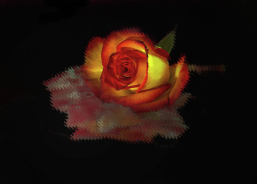 Orange rose on black Photograph by Cordia Murphy