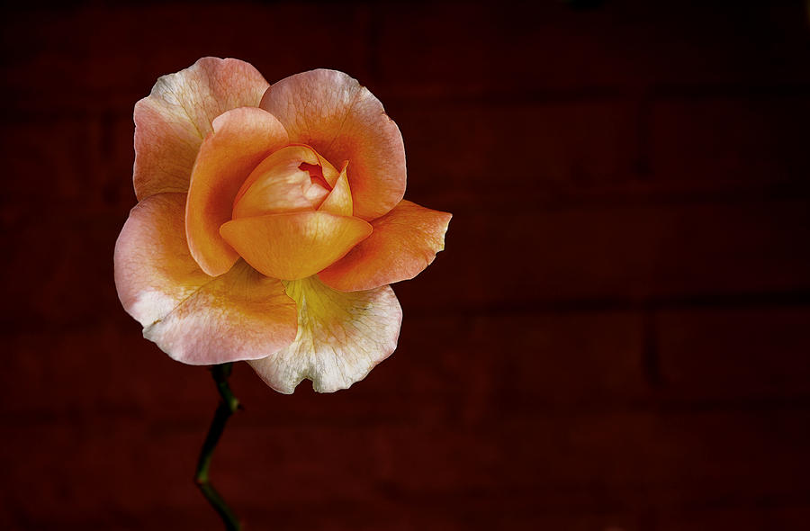 Orange rose on a dark background Photograph by Abel Santos - Fine Art