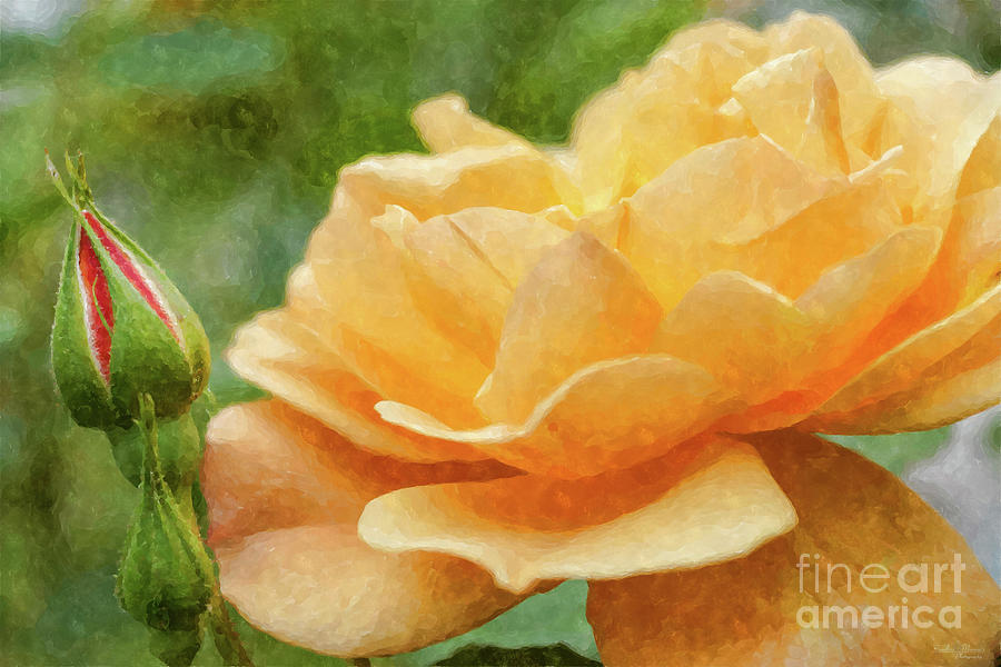 Orange Rose Painterly Mixed Media by Jennifer White