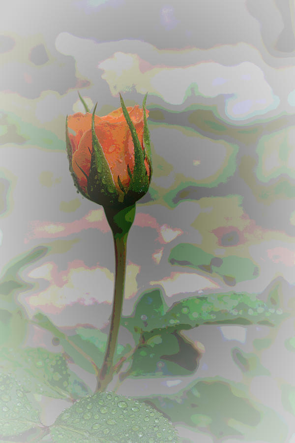 Nature Photograph - Orange Rose by Paul Gavin