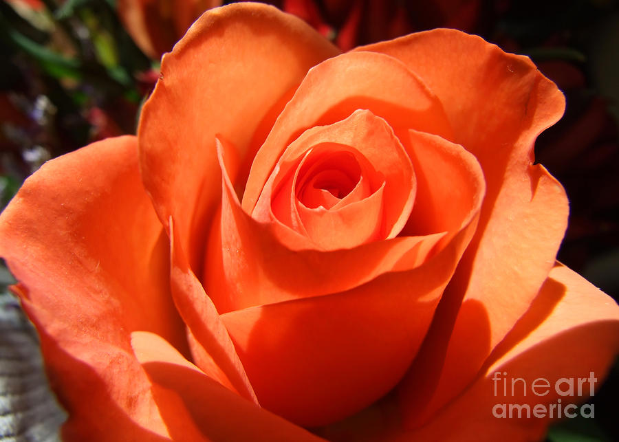 Orange Rose Photograph Photograph by Kristen Fox